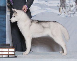 TEEGHAN OF SIBERIAN LADY