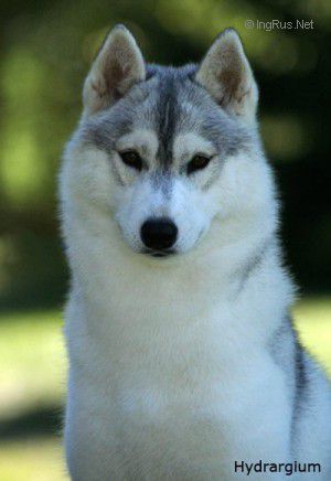 TIWON OF SIBERIAN LADY