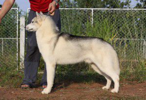 TRUE BLOOD OF SIBERIAN LADY