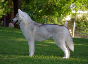 TOYA MAY OF SIBERIAN LADY