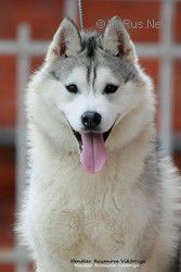 AMAZING GRACE OF SIBERIAN LADY