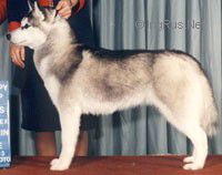 SNOWPRANCER'S A DREAM COMES TRUE