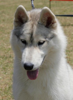 KAMCHATKA LITTLE STARR