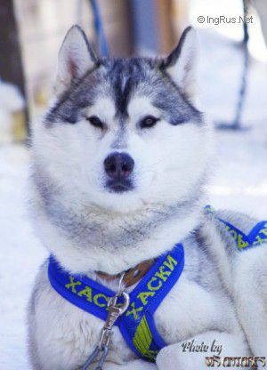 GJEL WISPER OF ARCTIC WIND