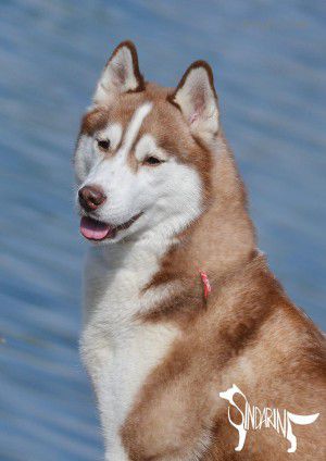 APOCALYPTA OF WOLF CHARM