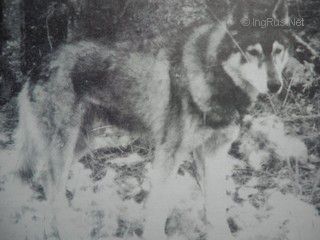 ARCTIC TRAIL'S FANG