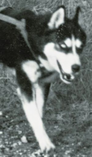 FORSTAL'S ROOSALKA