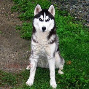 HUSKY HAVEN KISS OF BUTTERFLY