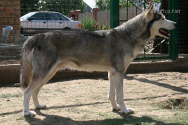 TRINITY KENNEL'S O-BANDIT