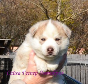 VENTO LIBERO SAIGA GESPER ANTIBREEZE
