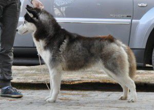 HUSKY HAVEN DEMI MOORE