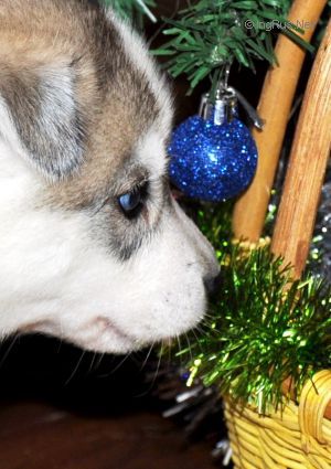 YAHASKO GIFT OF ODIN