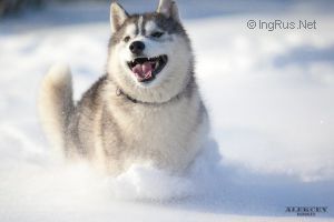 SNOW GALAXY ERCULE PUARO