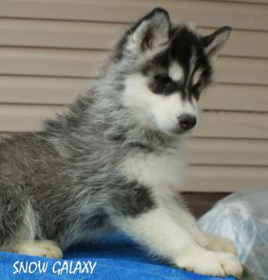 SNOW GALAXY ZORRO MACHO MAN