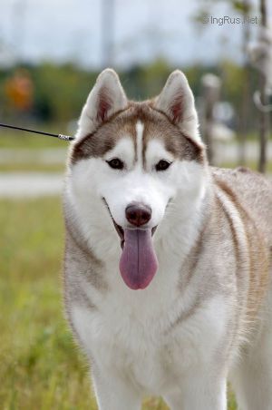 HUSKY IMPERAL J'ADORE LA FLEUR DU LIS