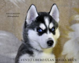 VENTO LIBERO ULAN MALKA BRIZE