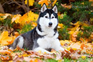 KAINAI'S AMBER EYES S OSTROVA OTRADA