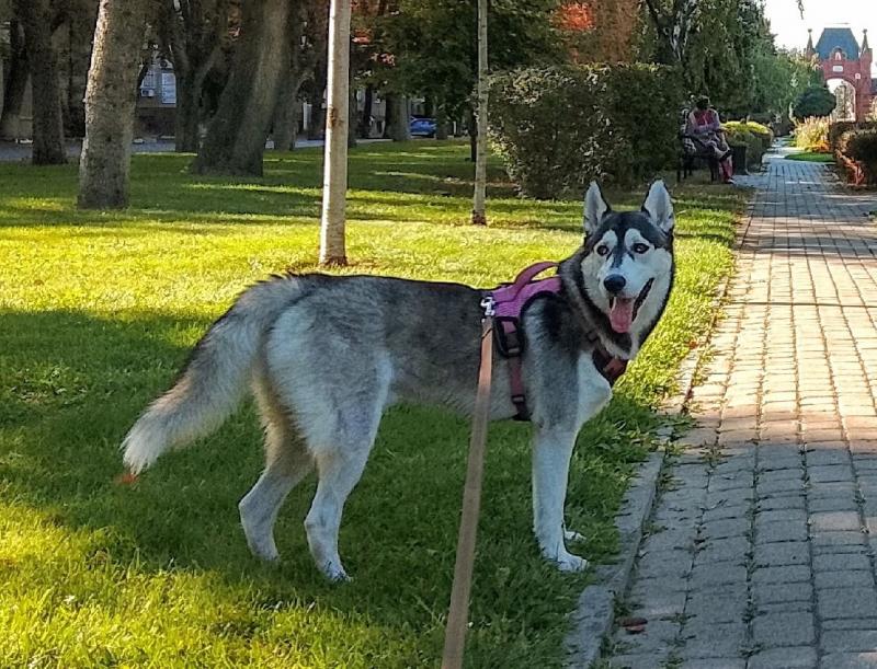 SVEN